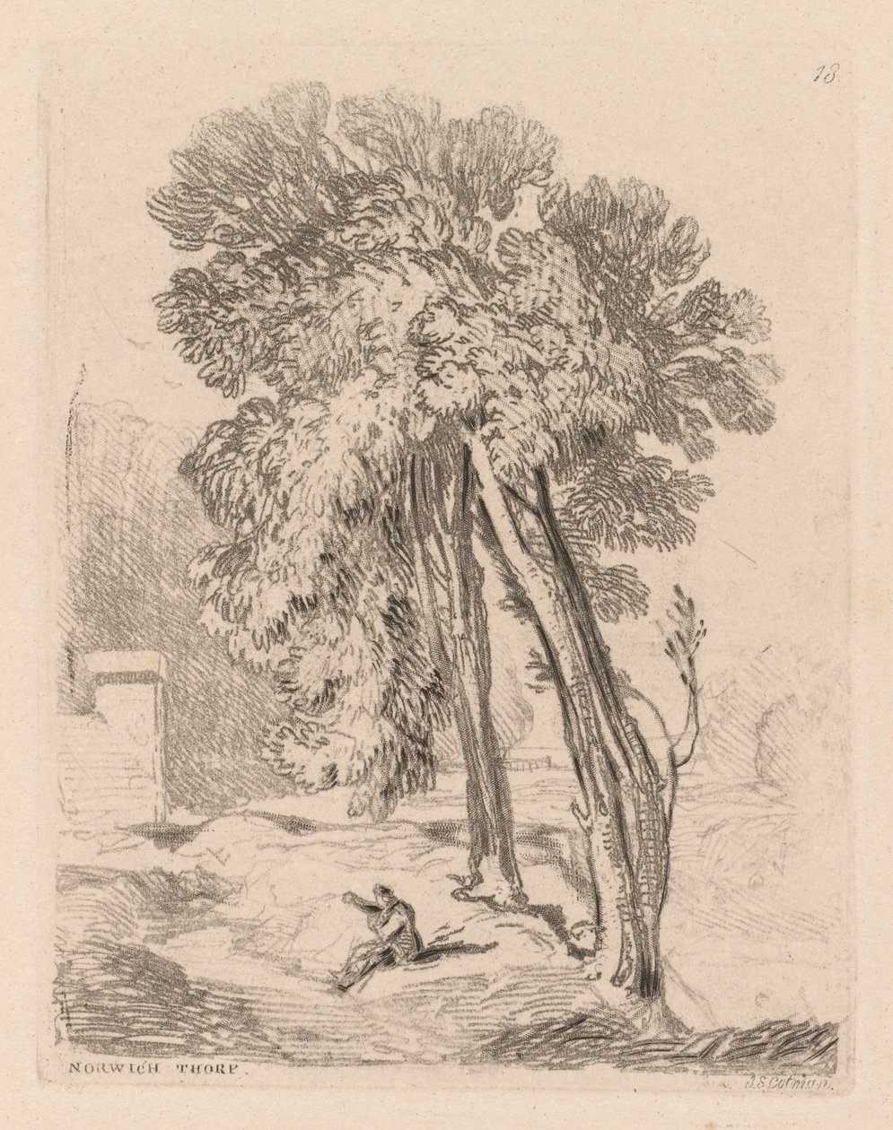 Liber Studiorum: Tafel 18, Bäume bei Norwich Thorp, Norfolk von John Sell Cotman