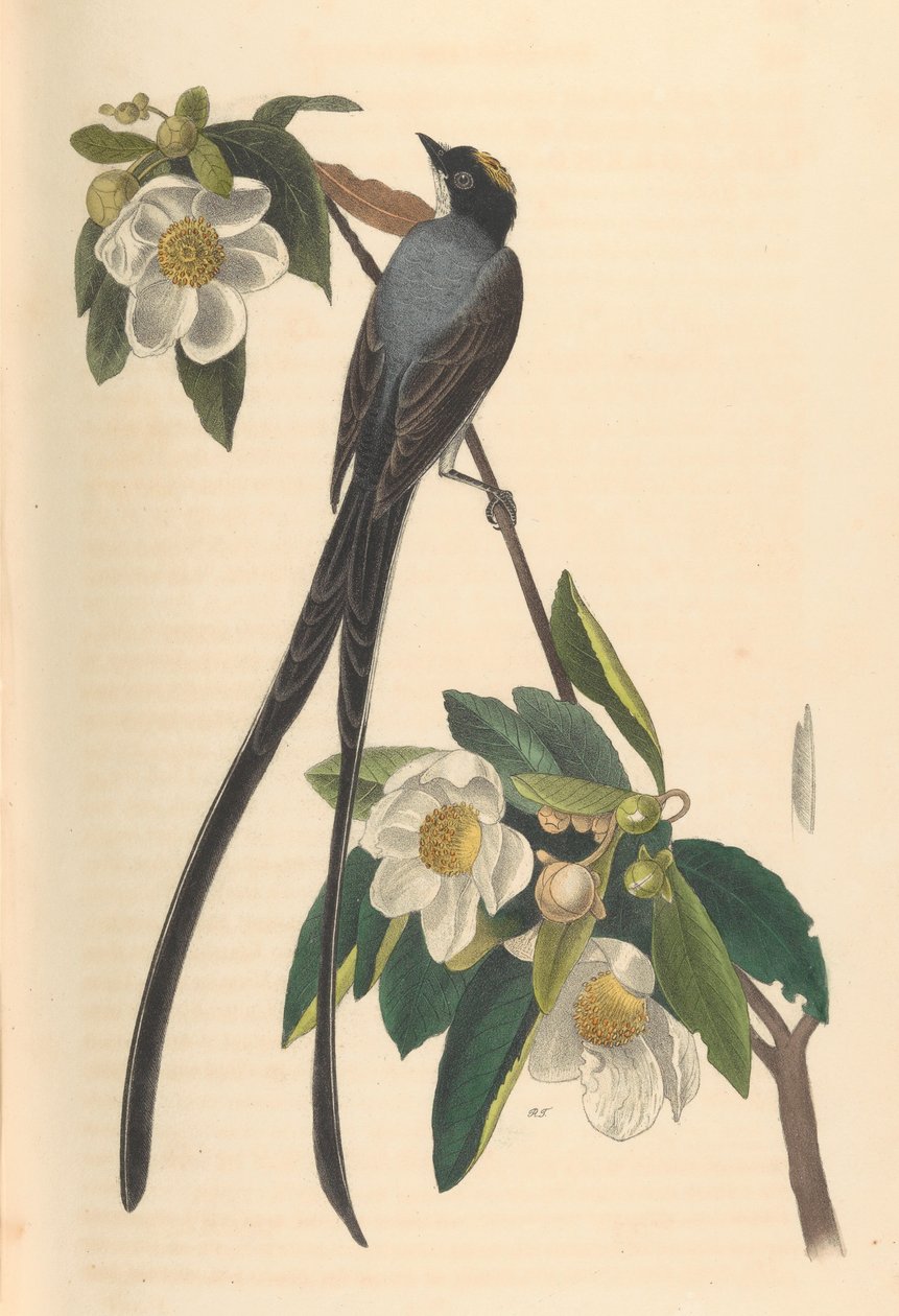 Gabelschwanz-Fliegenschnäpper, Gordonia lasianthus, 1840-44 von John T. Bowen