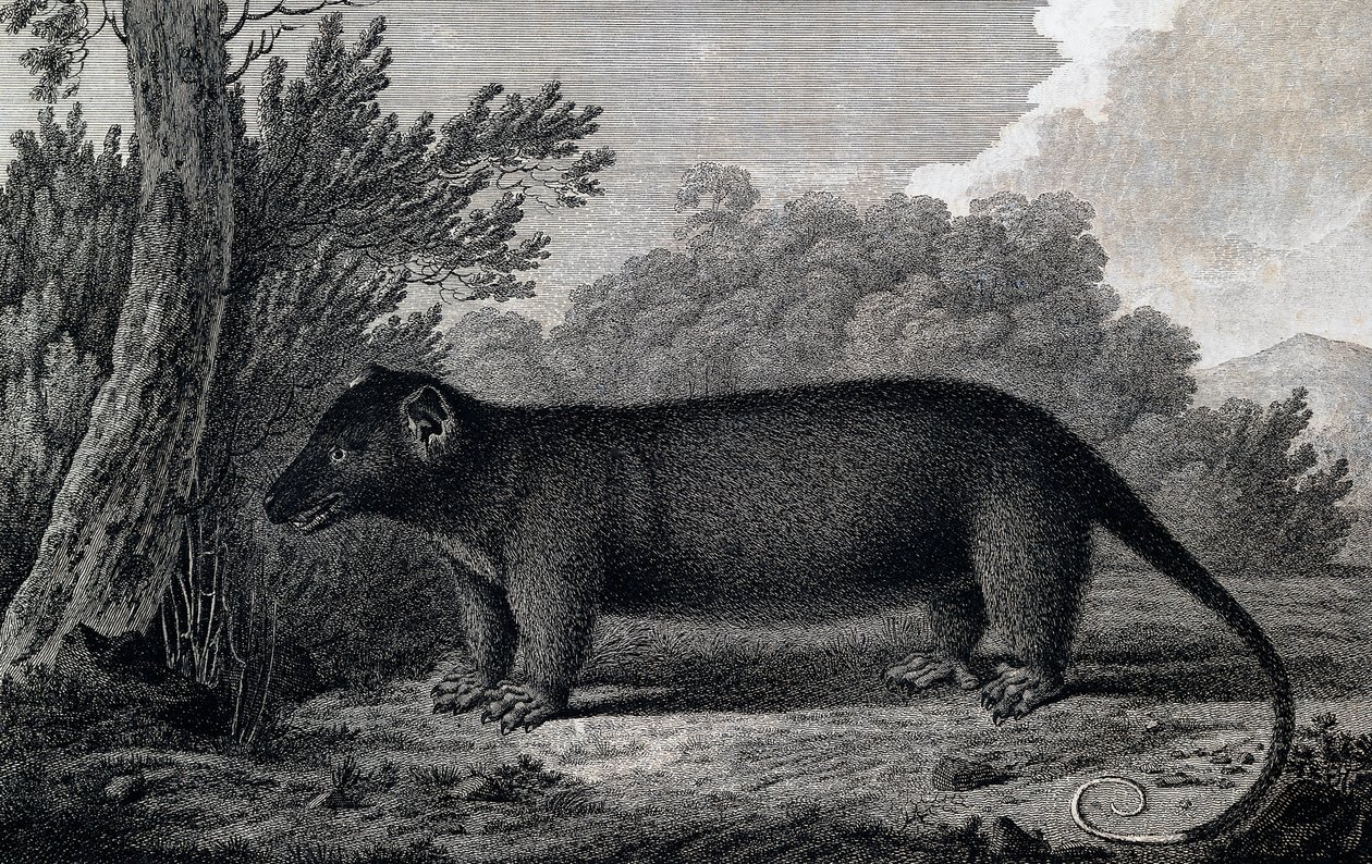 Opossum, Gravur nach einer Zeichnung von John Webber (1750-1793) während der dritten Reise von James Cook von John Webber