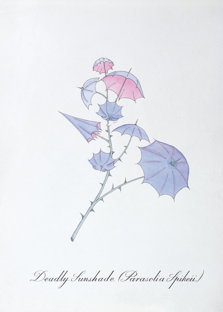 Tödlicher Sonnenschirm (Parasolia Spikeii.), Illustration aus 