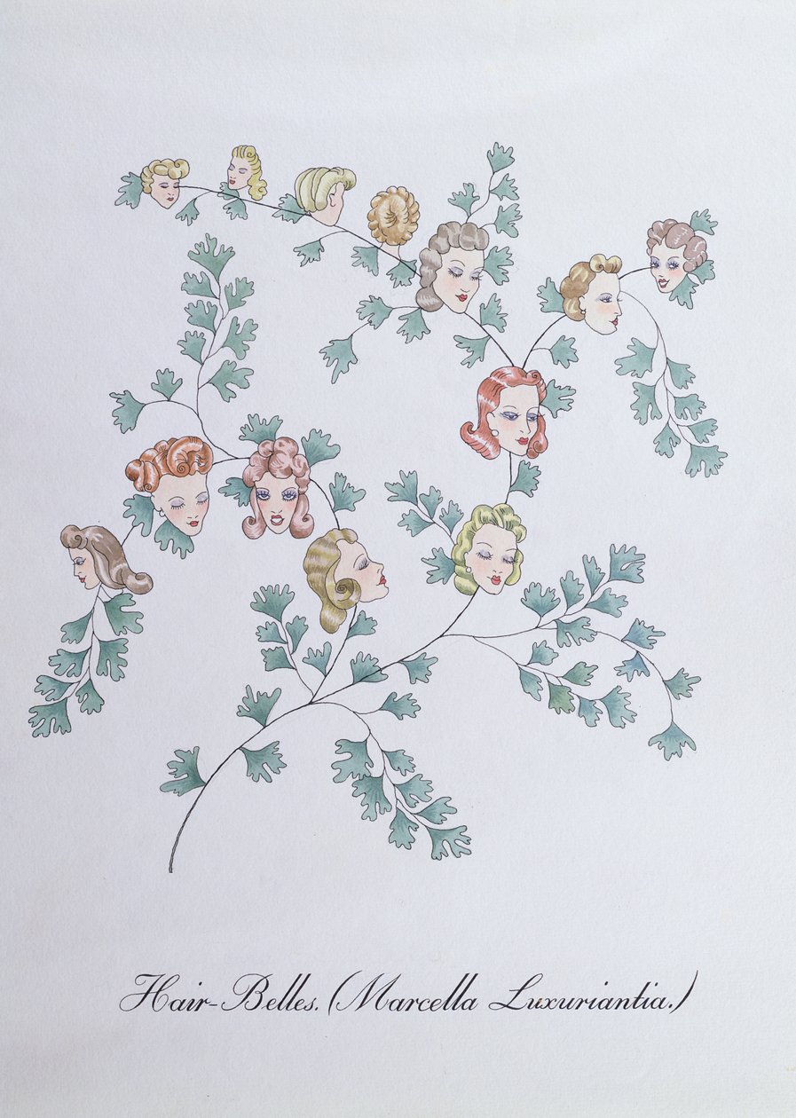 Haar-Glocken (Marcella Luxuriantia), Illustration aus 