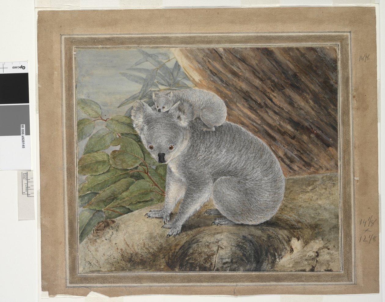 Koala und Junges, 1803, J.W. Lewin von John William Lewin
