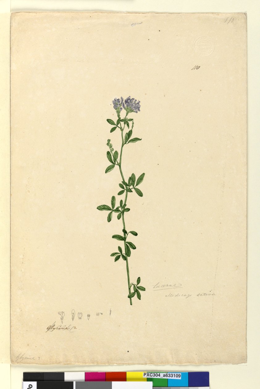 Seite 110. Medicago sativa von John William Lewin