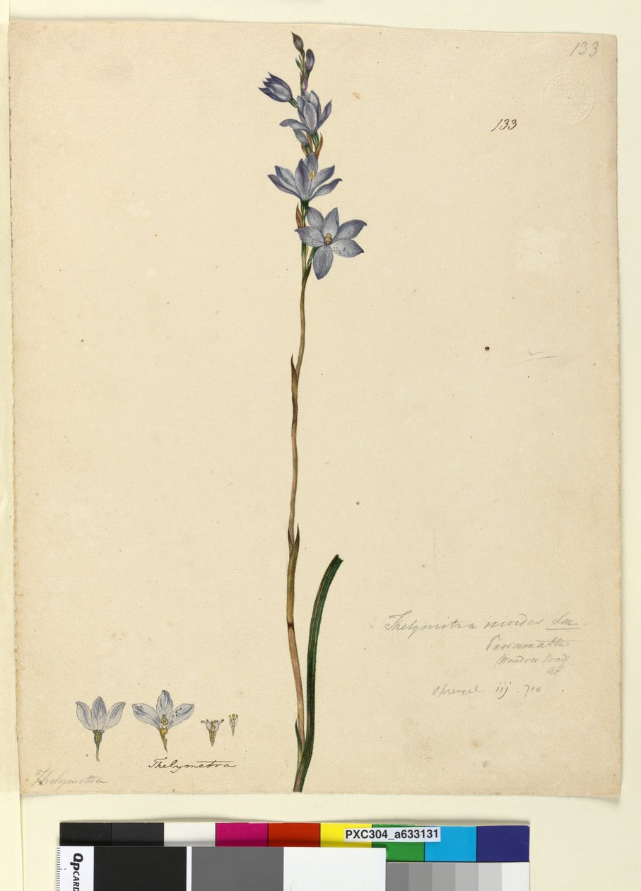 Seite 133. Thelymitra ixioides von John William Lewin