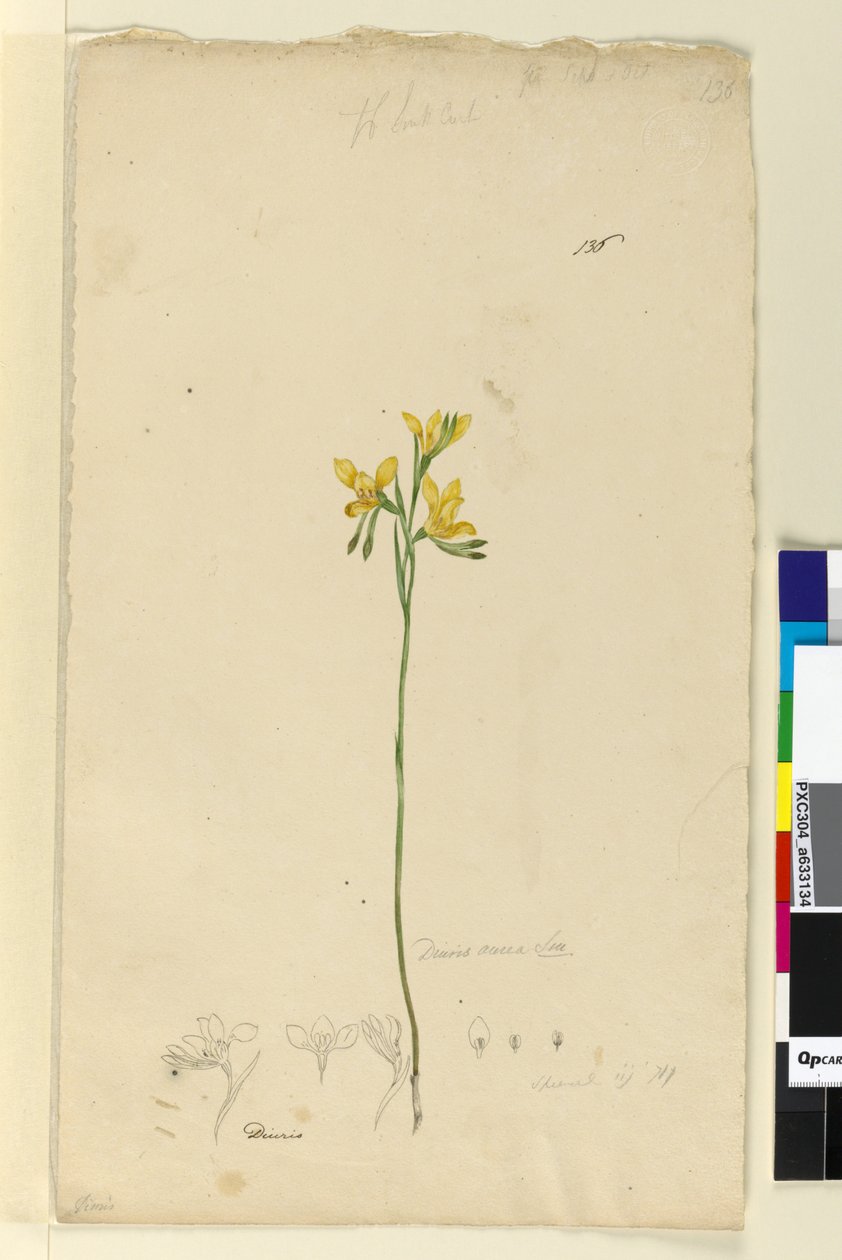Seite 136. Diuris aurea von John William Lewin