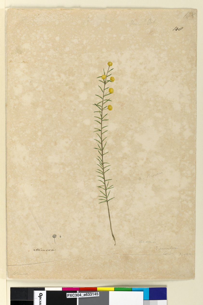 Seite 148. Acacia aciculares, ca. 1803-06 von John William Lewin