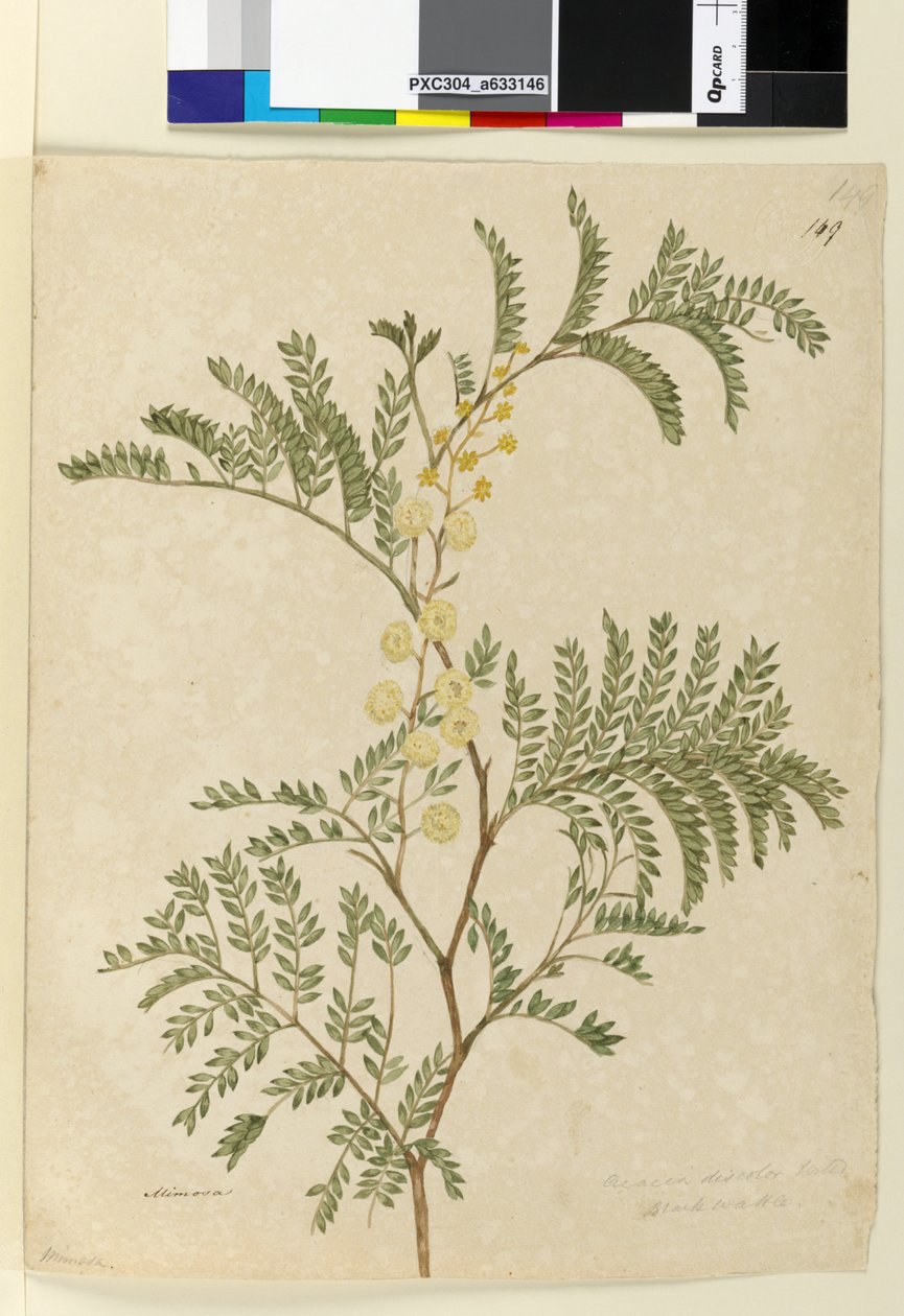 Seite 149. Acacia discolorAcacia terminalis von John William Lewin