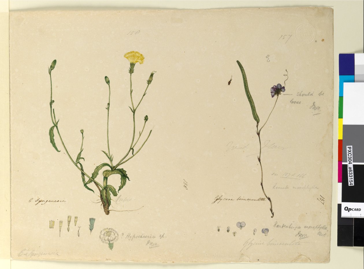 Seite 157. Hardenbergia monophyllaHardenbergia violacea; 158. Hypochaeris von John William Lewin
