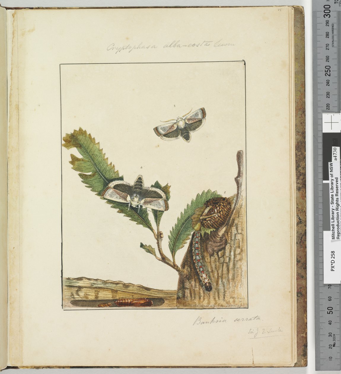 Seite 15. Platte 4 Cryptophasa alba, costa Lewin von John William Lewin