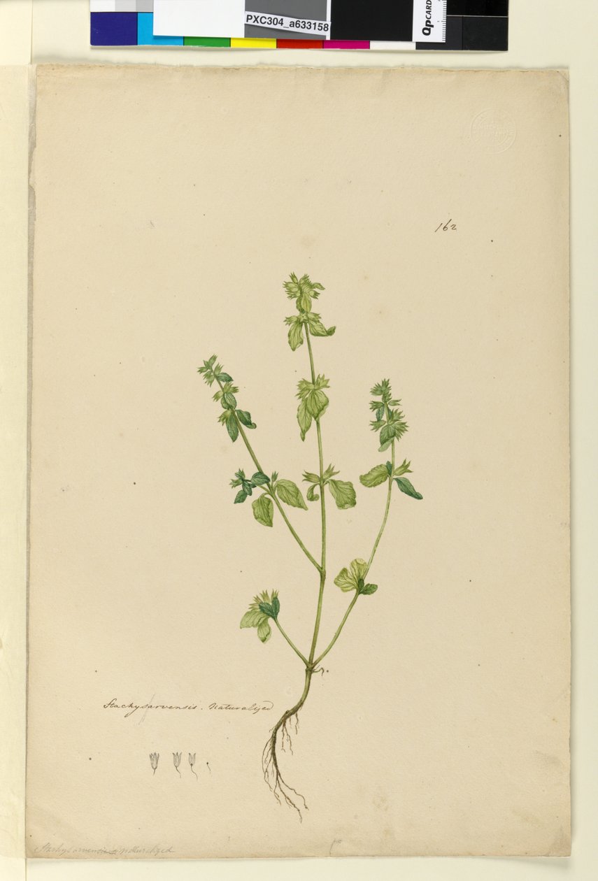 Seite 162. Stachys arvensis von John William Lewin