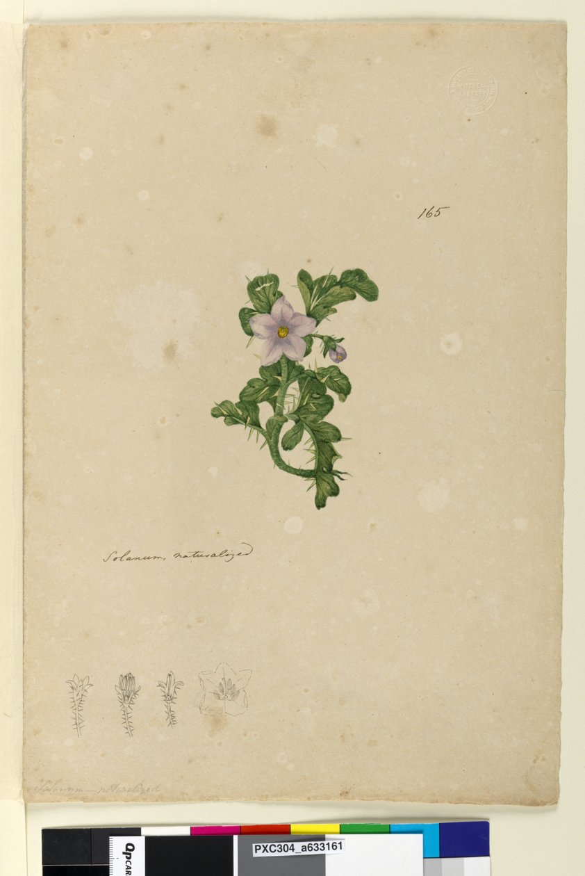 Seite 165. Solanum naturalisiert von John William Lewin