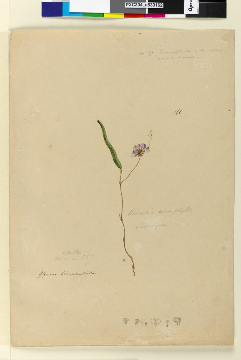 Seite 166. Kennedia monophyllaHardenbergia violacea von John William Lewin
