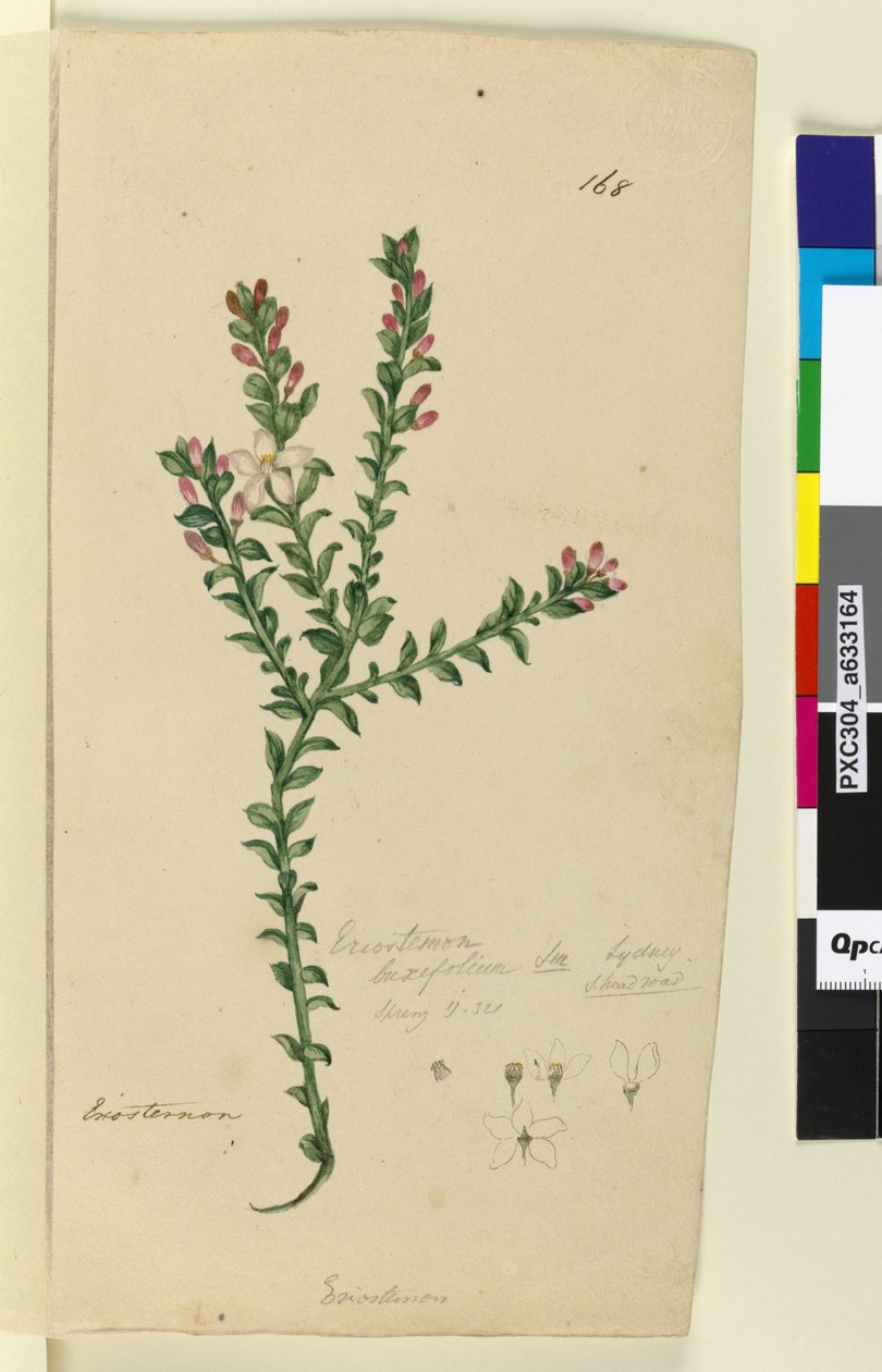 Seite 168. Eriostemon buxifolium von John William Lewin