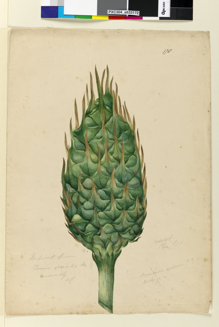Seite 178. Die Frucht von Zamia spiralis von John William Lewin