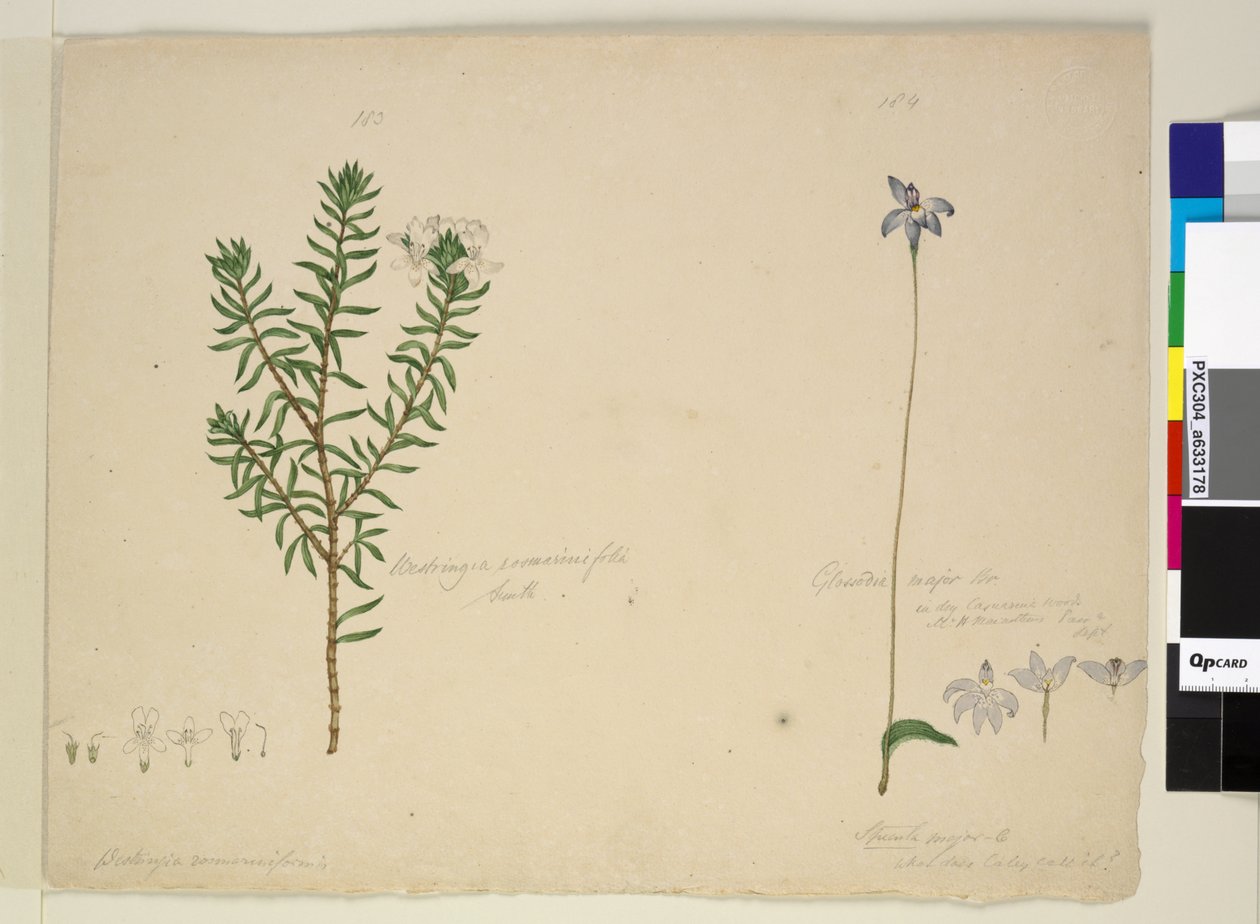 Seite 183. Westringia rosmarinifolia Westringia fruiticosa; 184. Glossodia major von John William Lewin