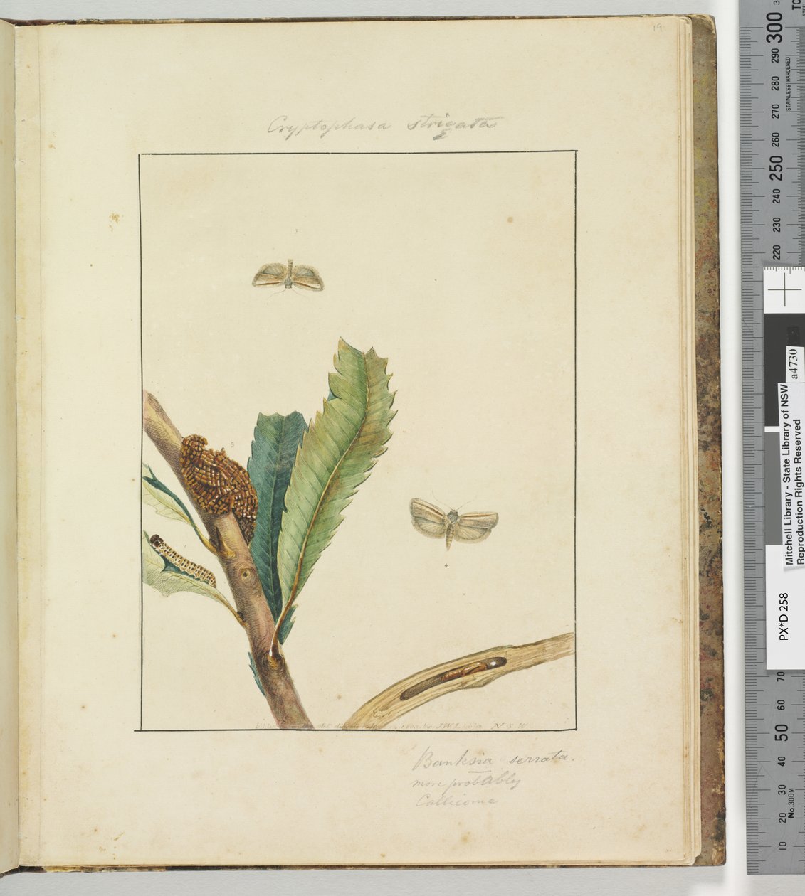 Seite 19. Platte 5 Cryptophasa Strigata von John William Lewin