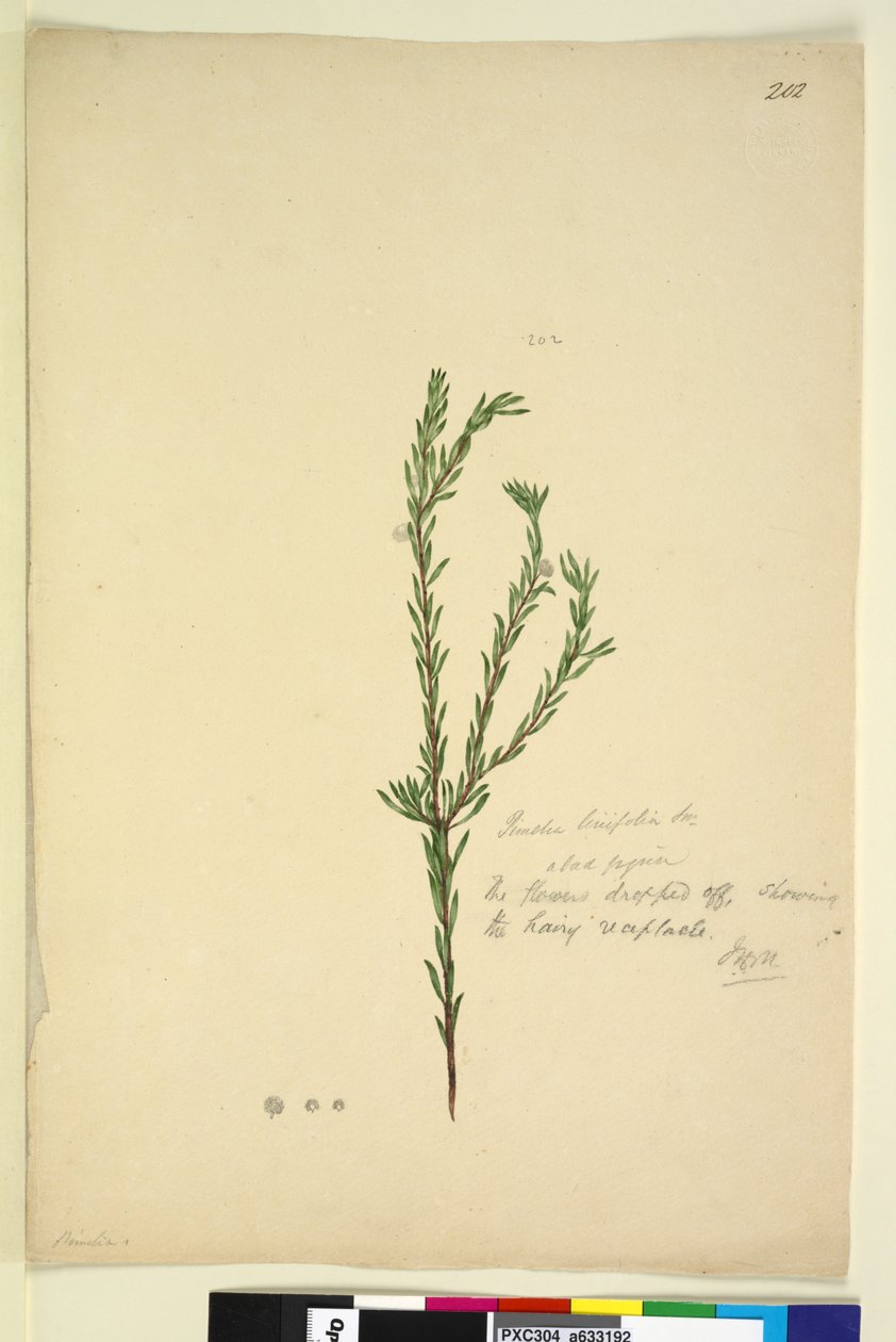 Seite 202. Pimelia linifolia von John William Lewin
