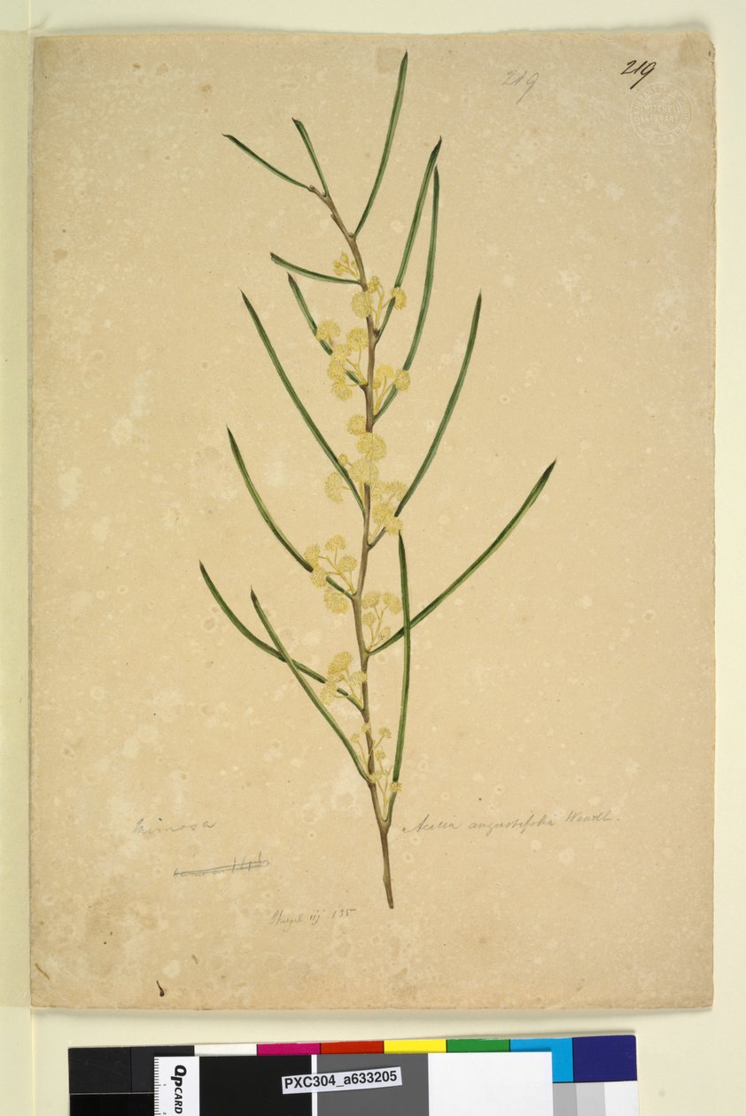 Seite 219. Acacia angustifolia von John William Lewin