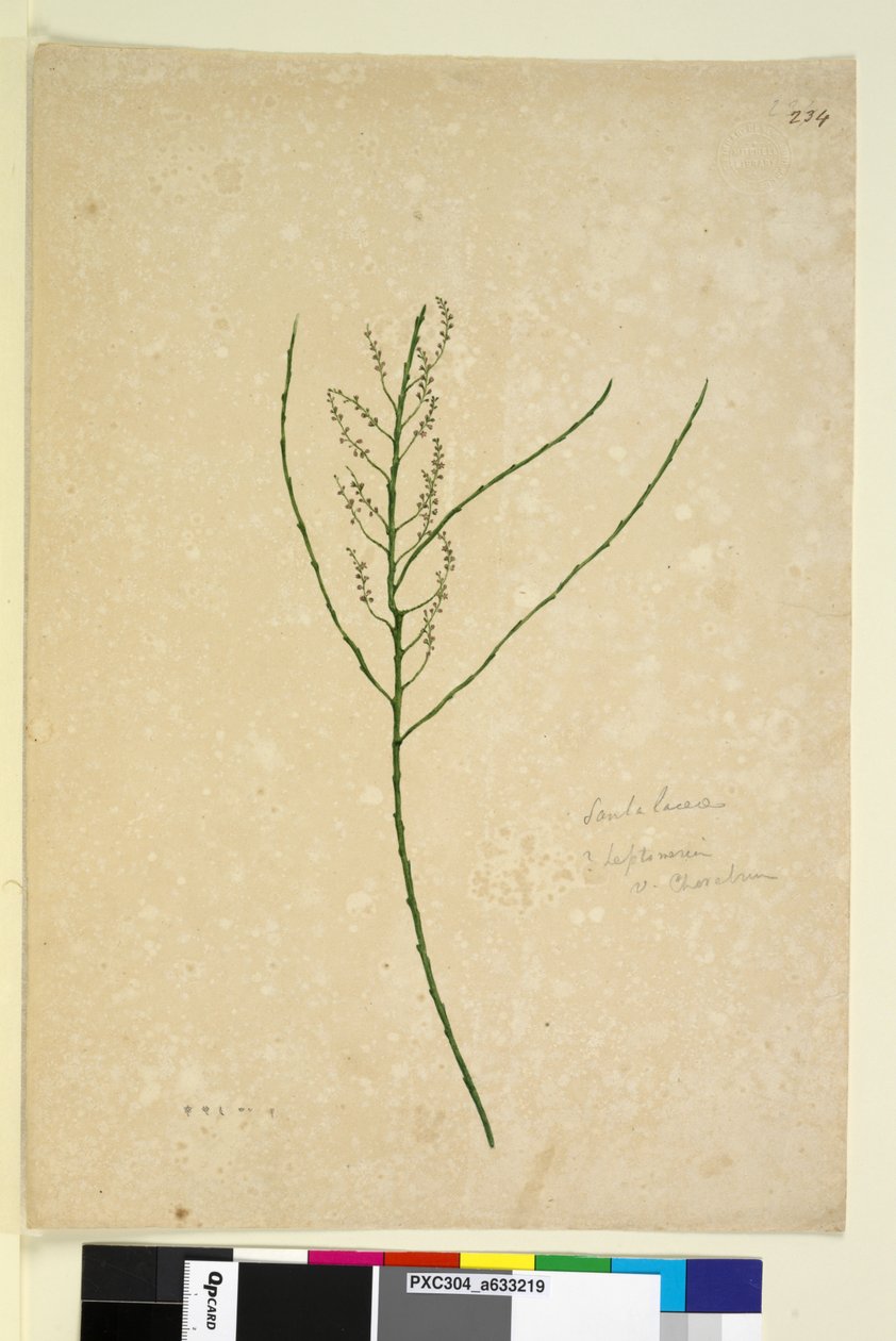 Seite 234. Leptomeria von John William Lewin