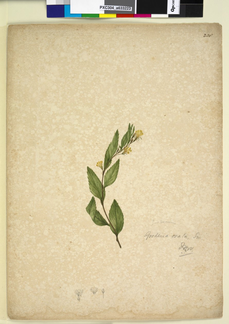 Seite 238. Goodenia ovata von John William Lewin