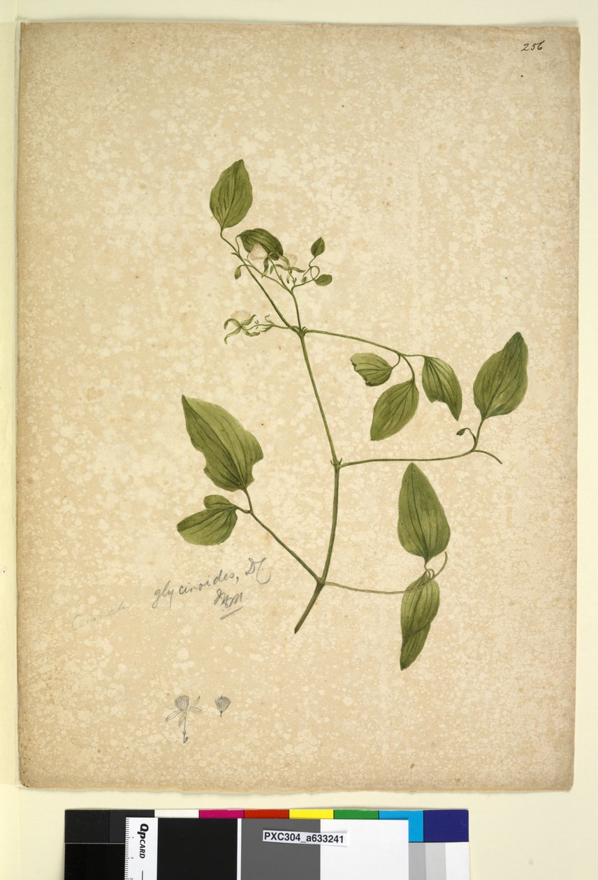 Seite 256. Clematis glycinoides von John William Lewin