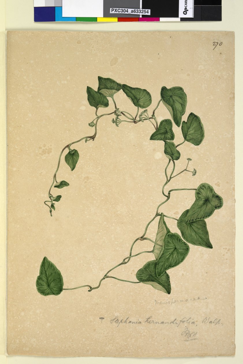 Seite 270. Stephania hernandiaefolia von John William Lewin
