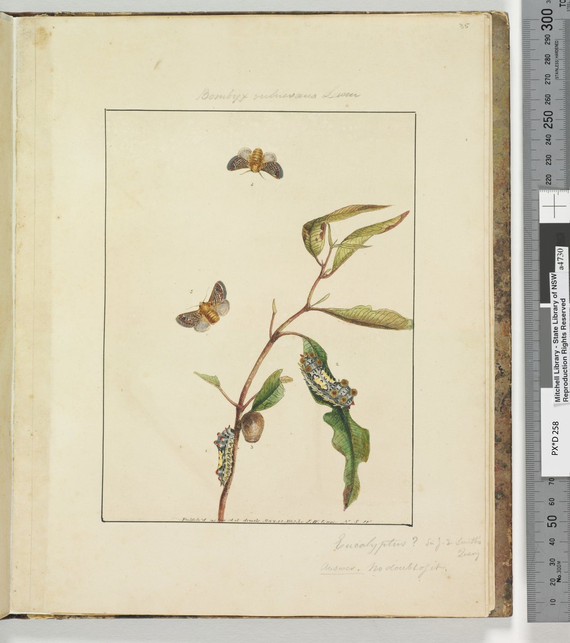 Seite 35. Platte 9 Bombyx Vulnerans Lewin von John William Lewin