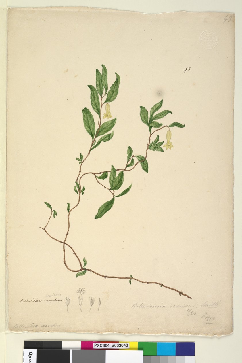 Seite 43. Billardiera scandens von John William Lewin
