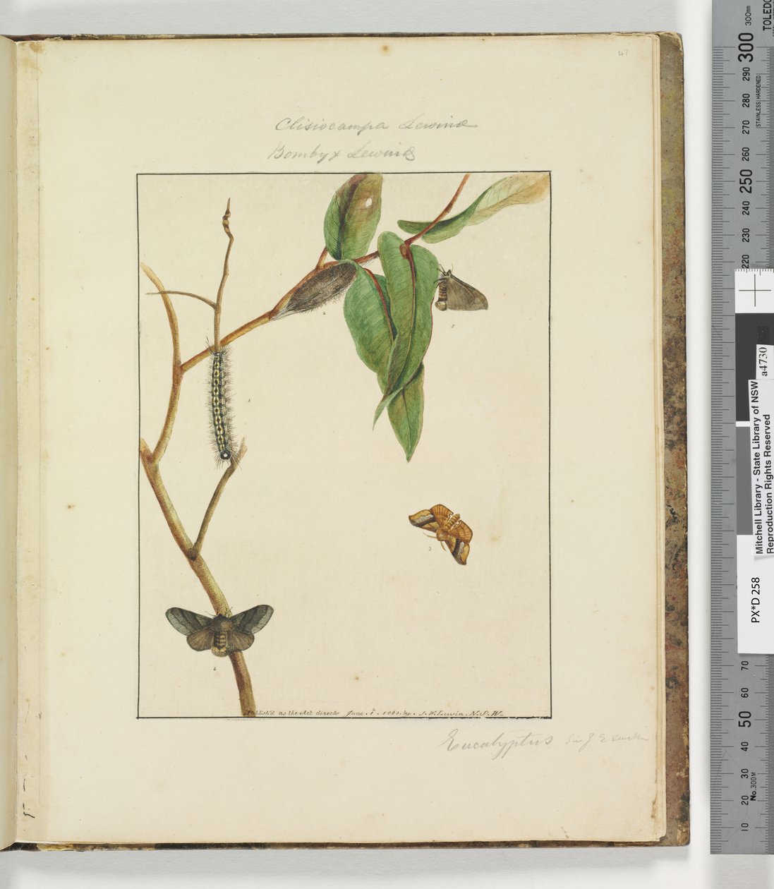 Seite 47. Platte 12 Clisiocampa Lewinae Bombyx Lewinae von John William Lewin