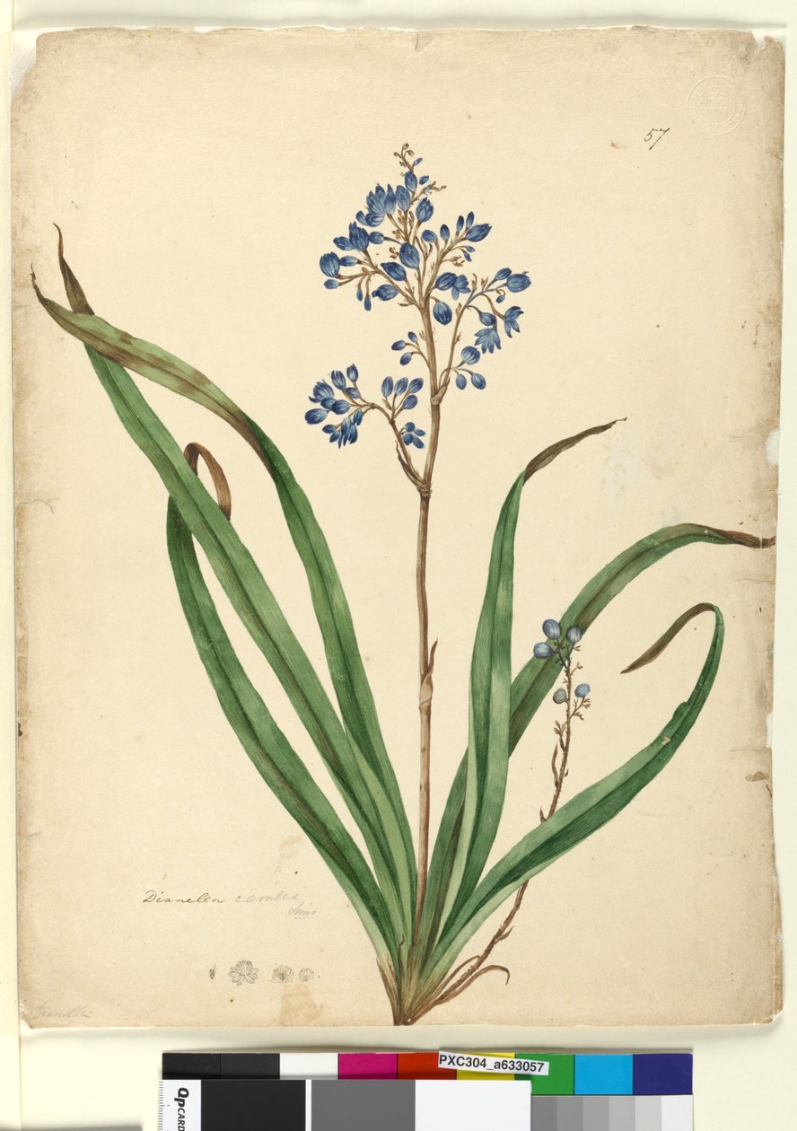 Seite 57. Dianella caerulea von John William Lewin