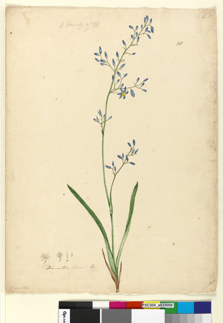 Seite 58. Dianella levis von John William Lewin