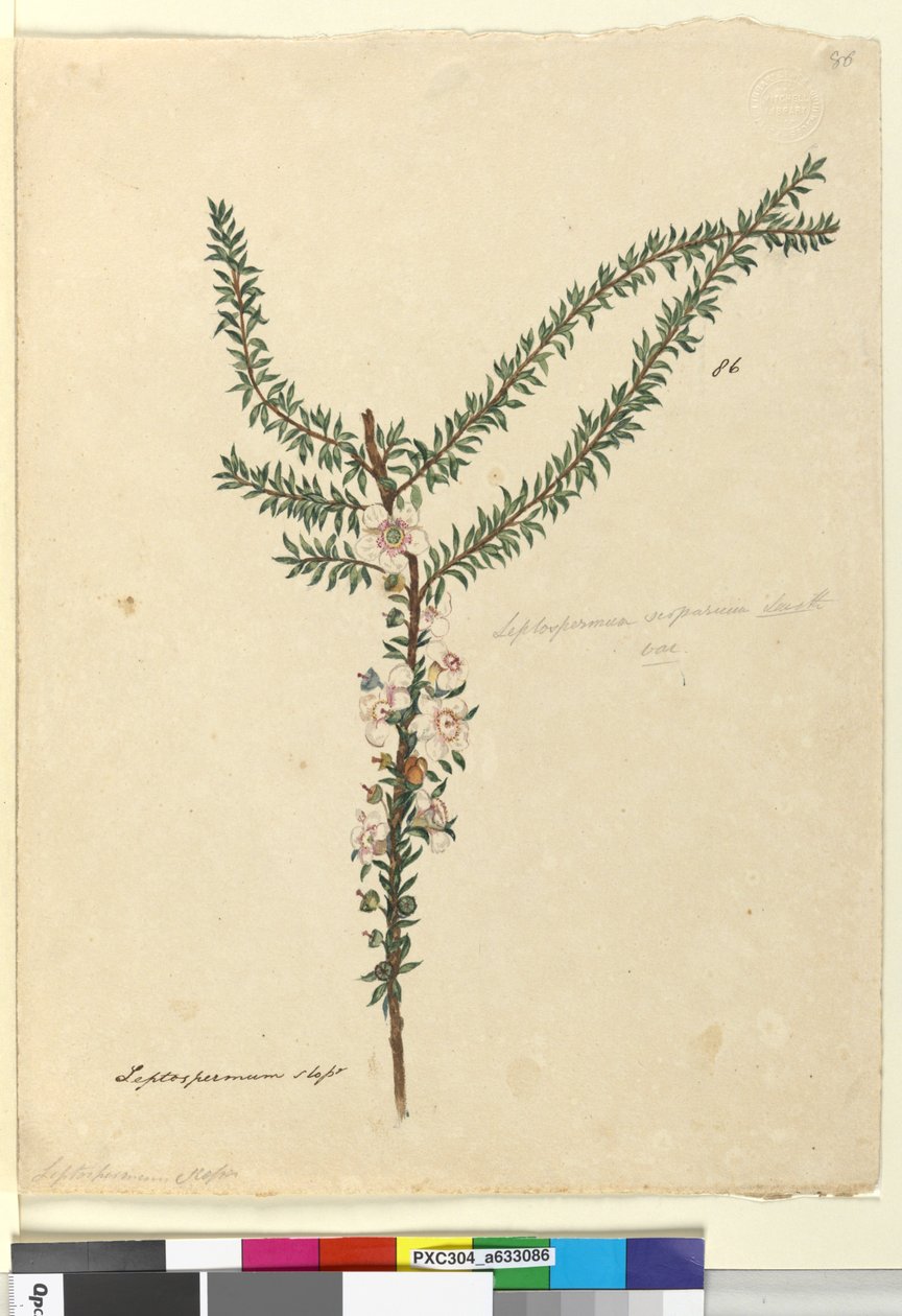Seite 86. Leptospermum scoparium von John William Lewin