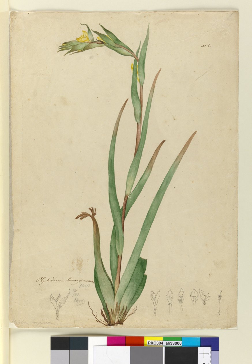 Phylidrum lanuginosum, ca. 1803-06 von John William Lewin