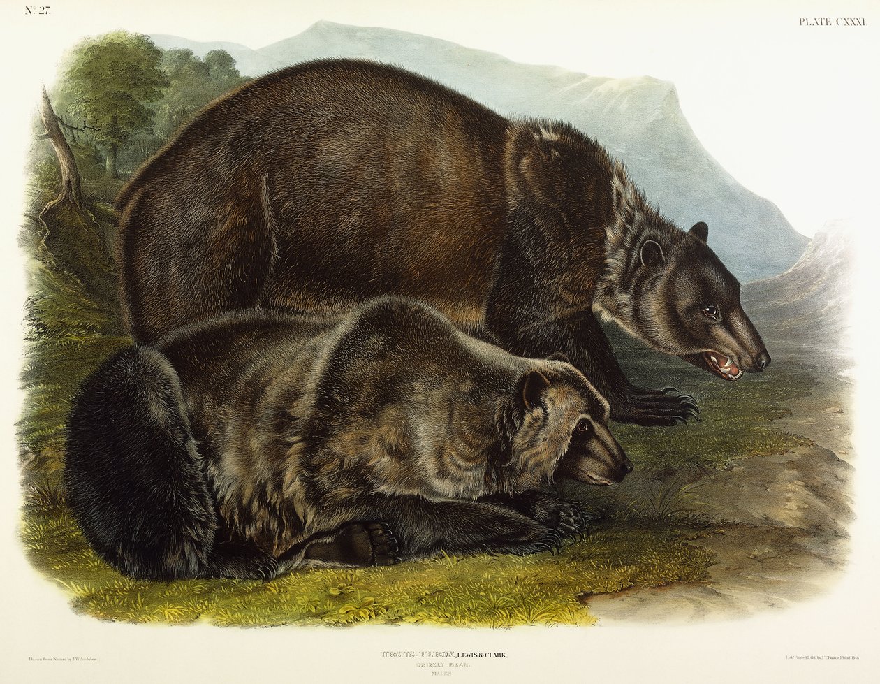 Männlicher Grizzlybär, 1848 von John Woodhouse Audubon