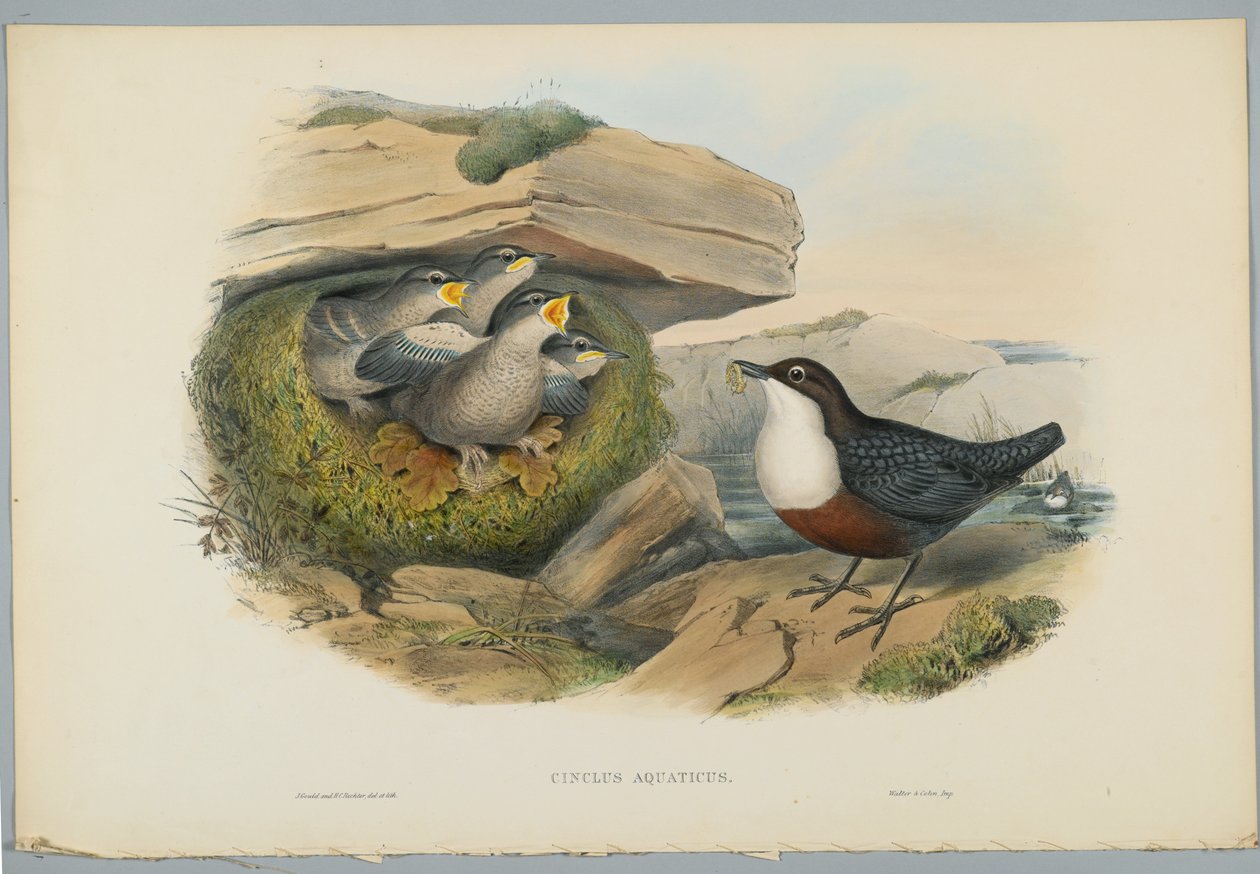 Wasseramsel, graviert von H. C. Richter von John after Gould