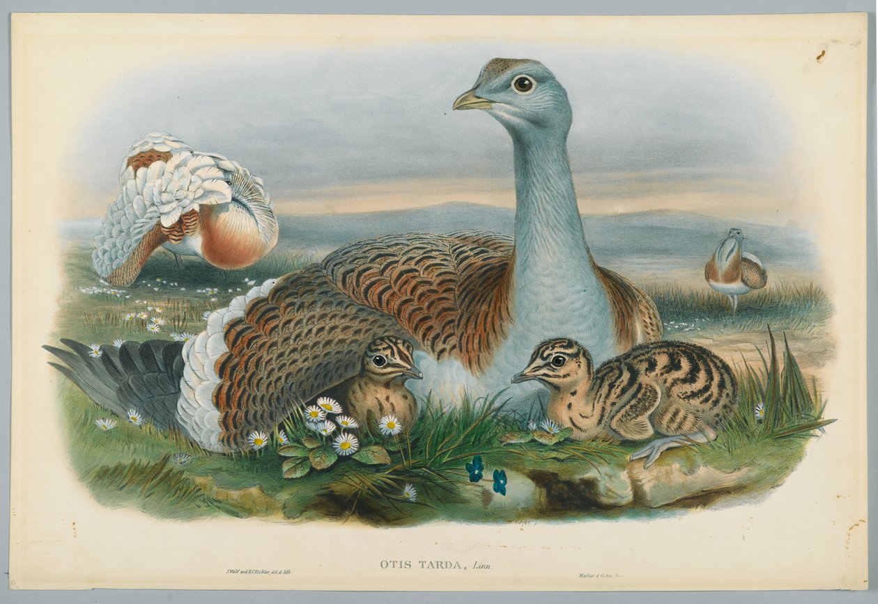 Otis Torda - Großtrappe, gezeichnet von J. Wolf, graviert von H. C. Richter von John after Gould