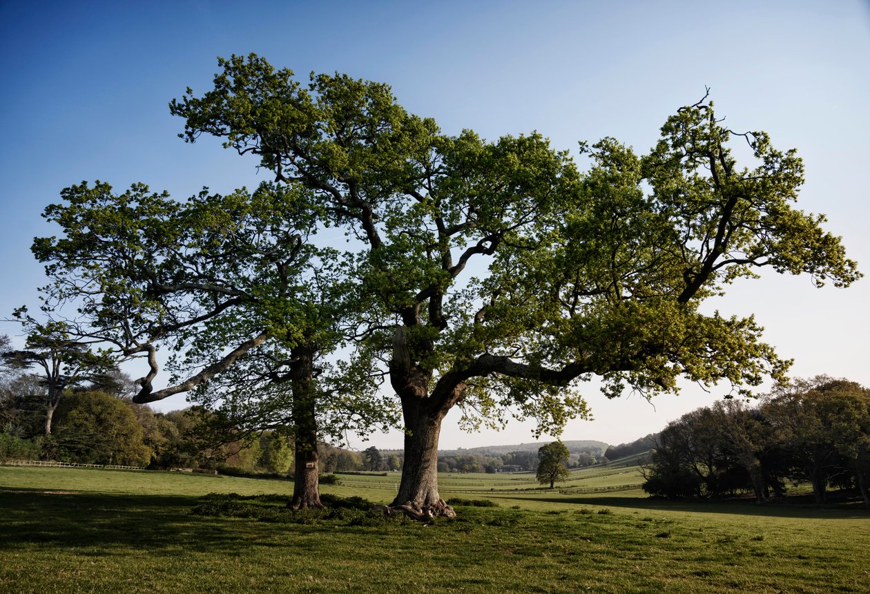 Goodwood Estate, West Sussex von Jon Nicholson