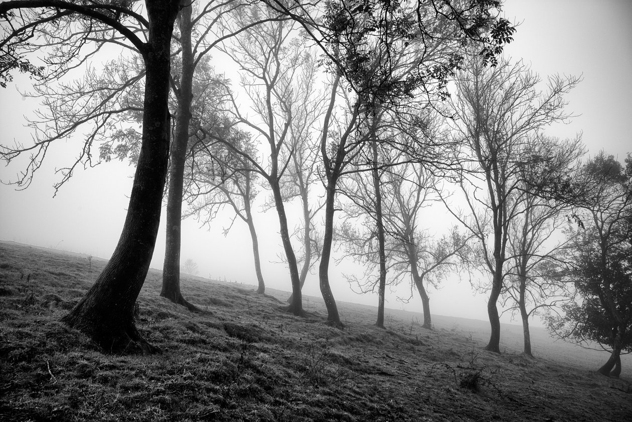 Das Goodwood-Anwesen in West Sussex, UK, 2019 von Jon Nicholson