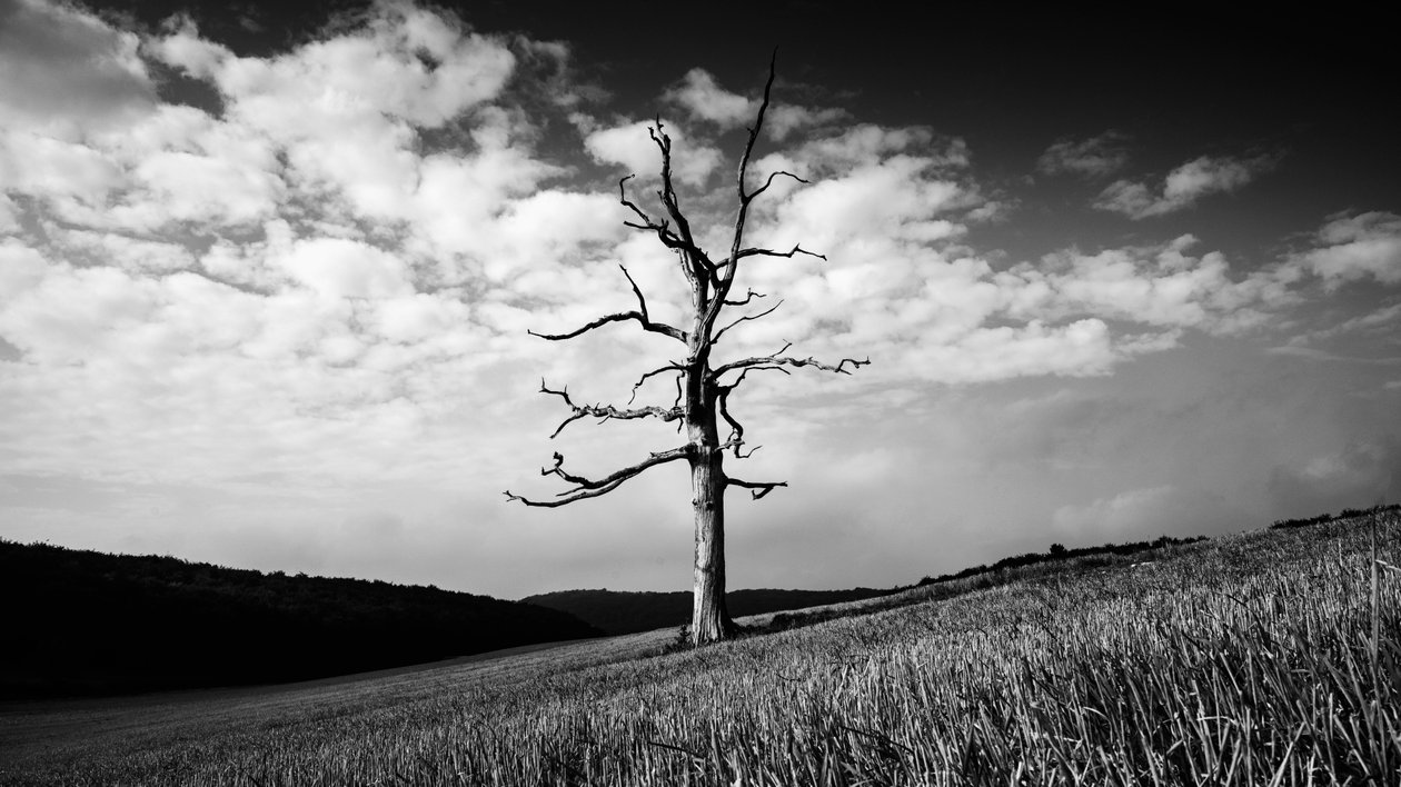 Das Goodwood-Anwesen in West Sussex, UK, 2020 von Jon Nicholson