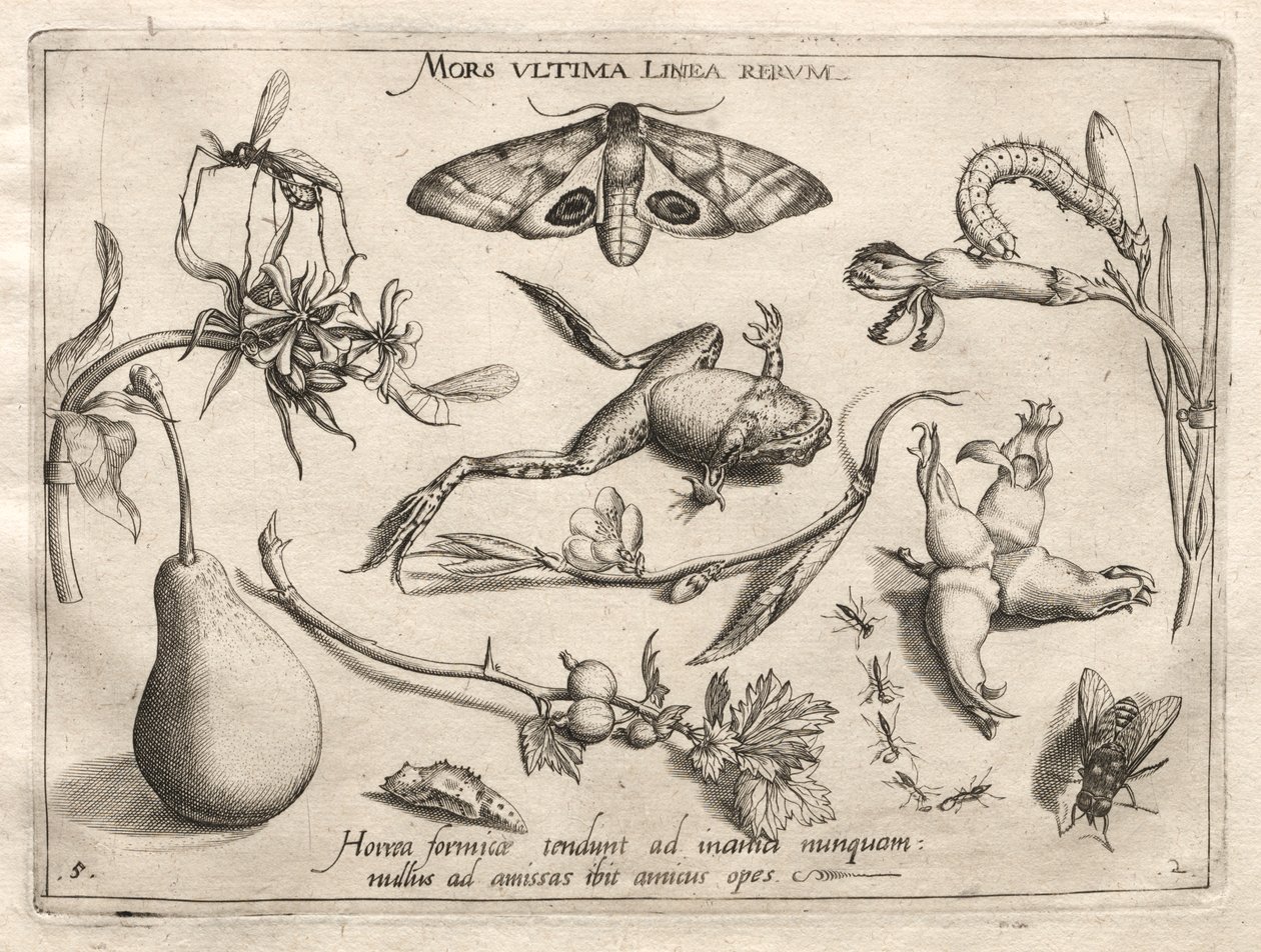 Archetypen und Studien: Der Tod ist die Linie, die das Ende markiert (Teil II, Tafel 5) von Joris Hoefnagel