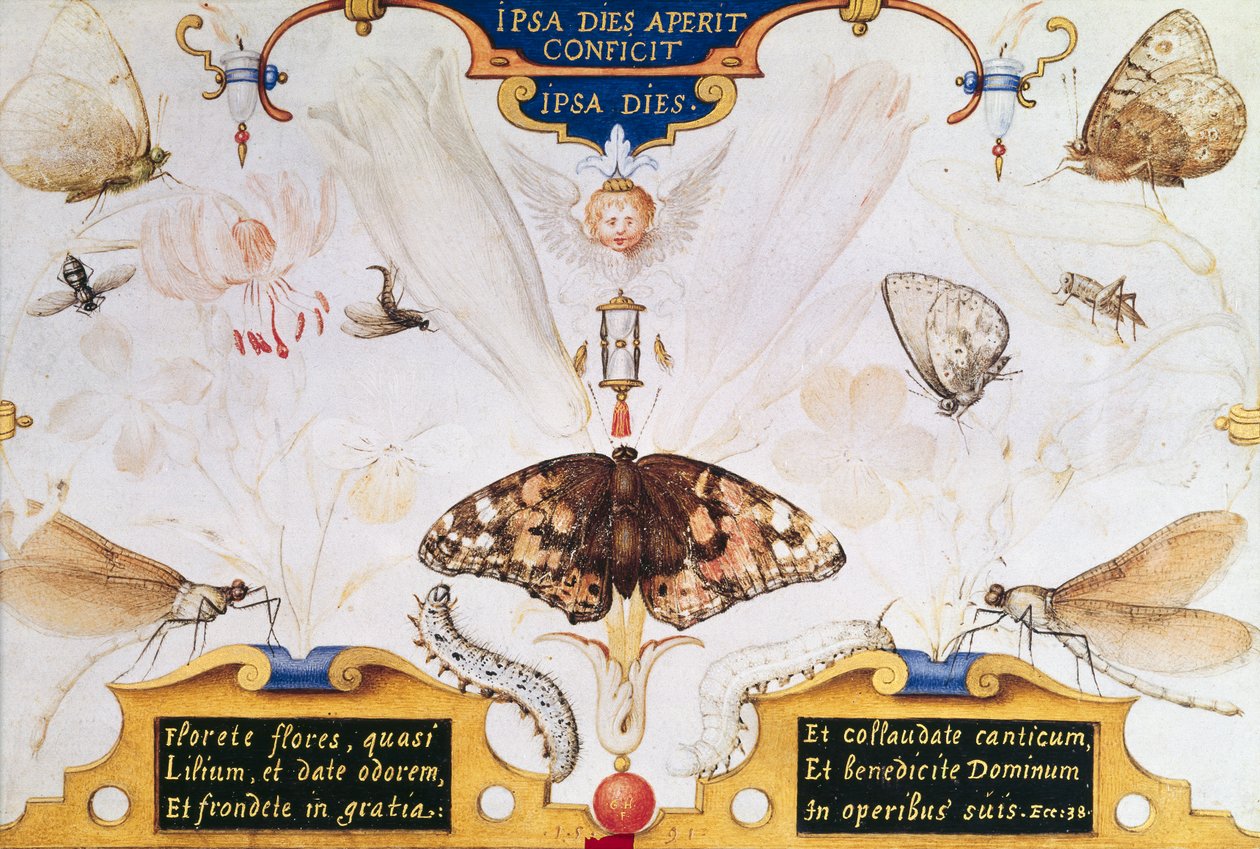 Diptychon mit Blumen und Insekten, 1591 von Joris Hoefnagel
