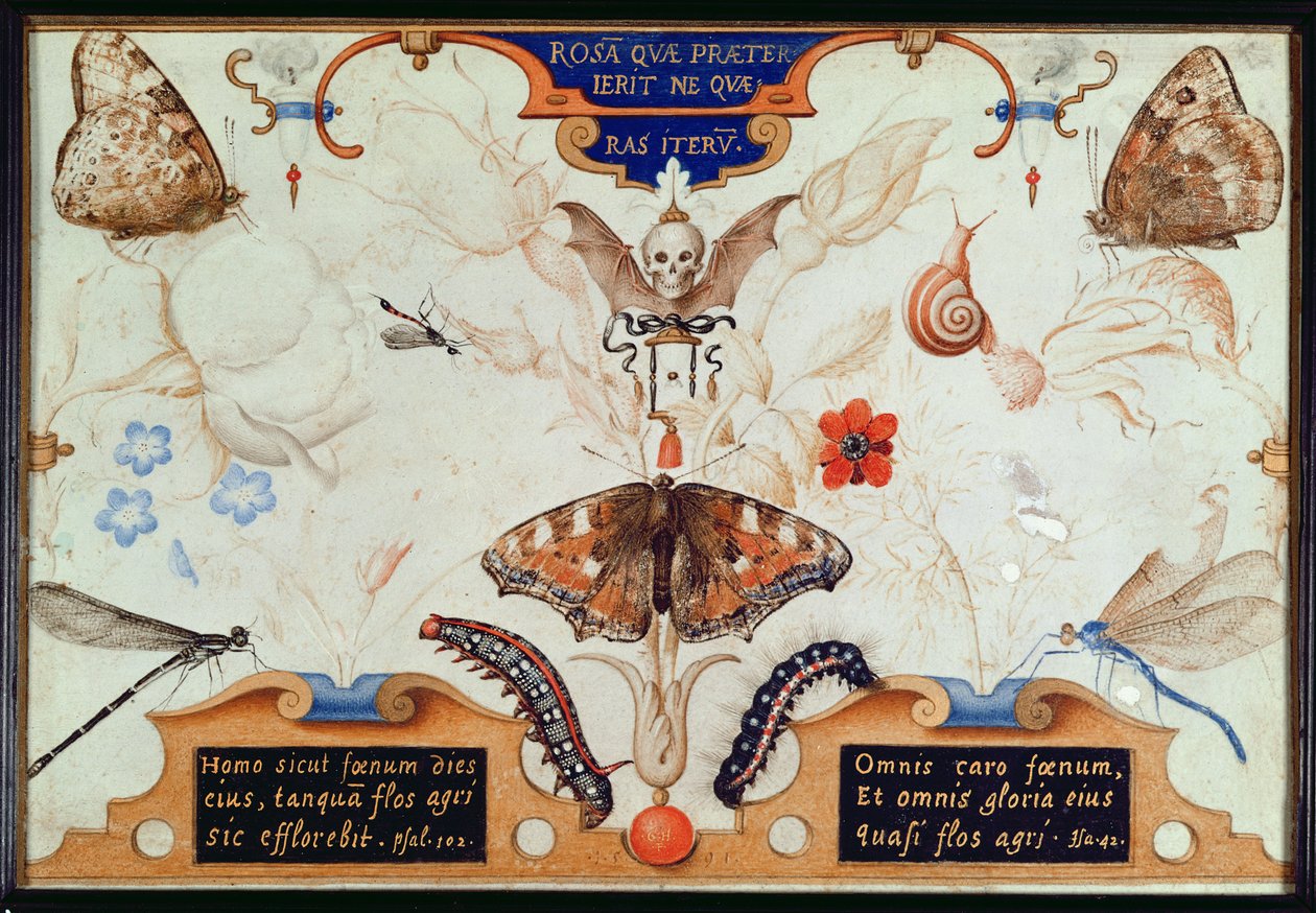 Diptychon mit Blumen und Insekten, 1591 (Marouflage und Pergament auf Tafel) von Joris Hoefnagel