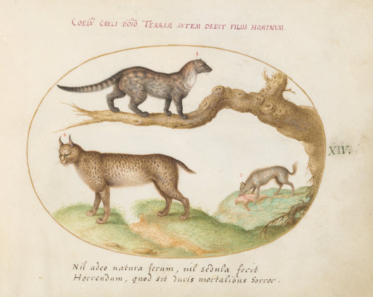 Tafel 14: Ein Zibet, ein Luchs und eine Hyäne von Joris Hoefnagel
