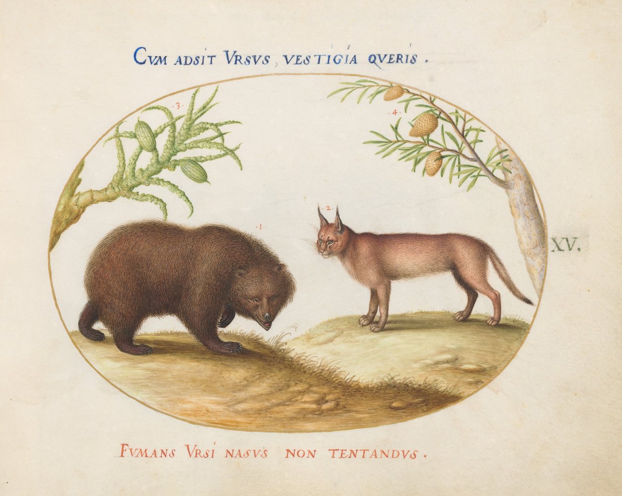 Tafel 15: Ein Bär und ein Luchs(?) von Joris Hoefnagel
