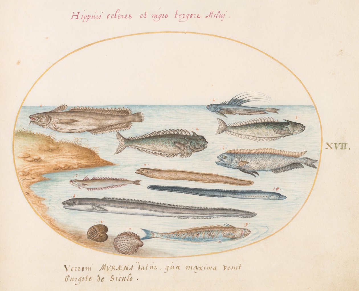 Tafel 17: Ein Kabeljau, Petermännchen, Aale und andere Fische von Joris Hoefnagel