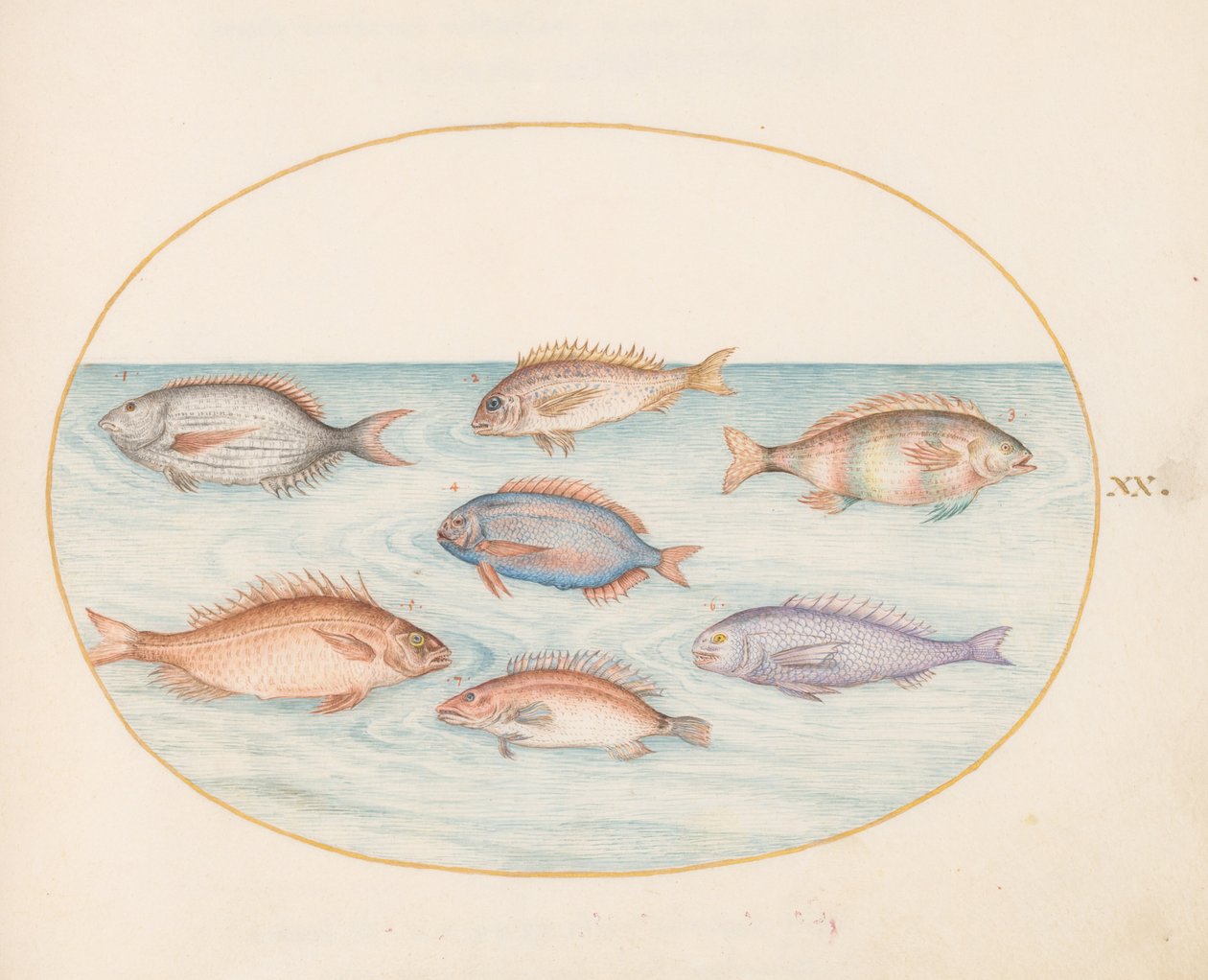 Teller 20: Meerbrasse, Dentex, Sargo und andere Fische von Joris Hoefnagel