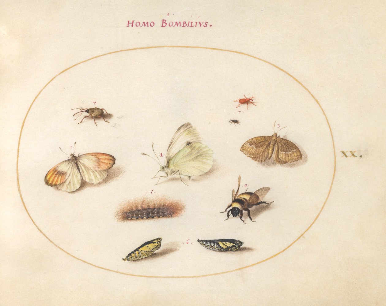 Tafel 20: Drei Schmetterlinge, eine Raupe, eine Biene, zwei Puppen und drei Rüsselkäfer von Joris Hoefnagel
