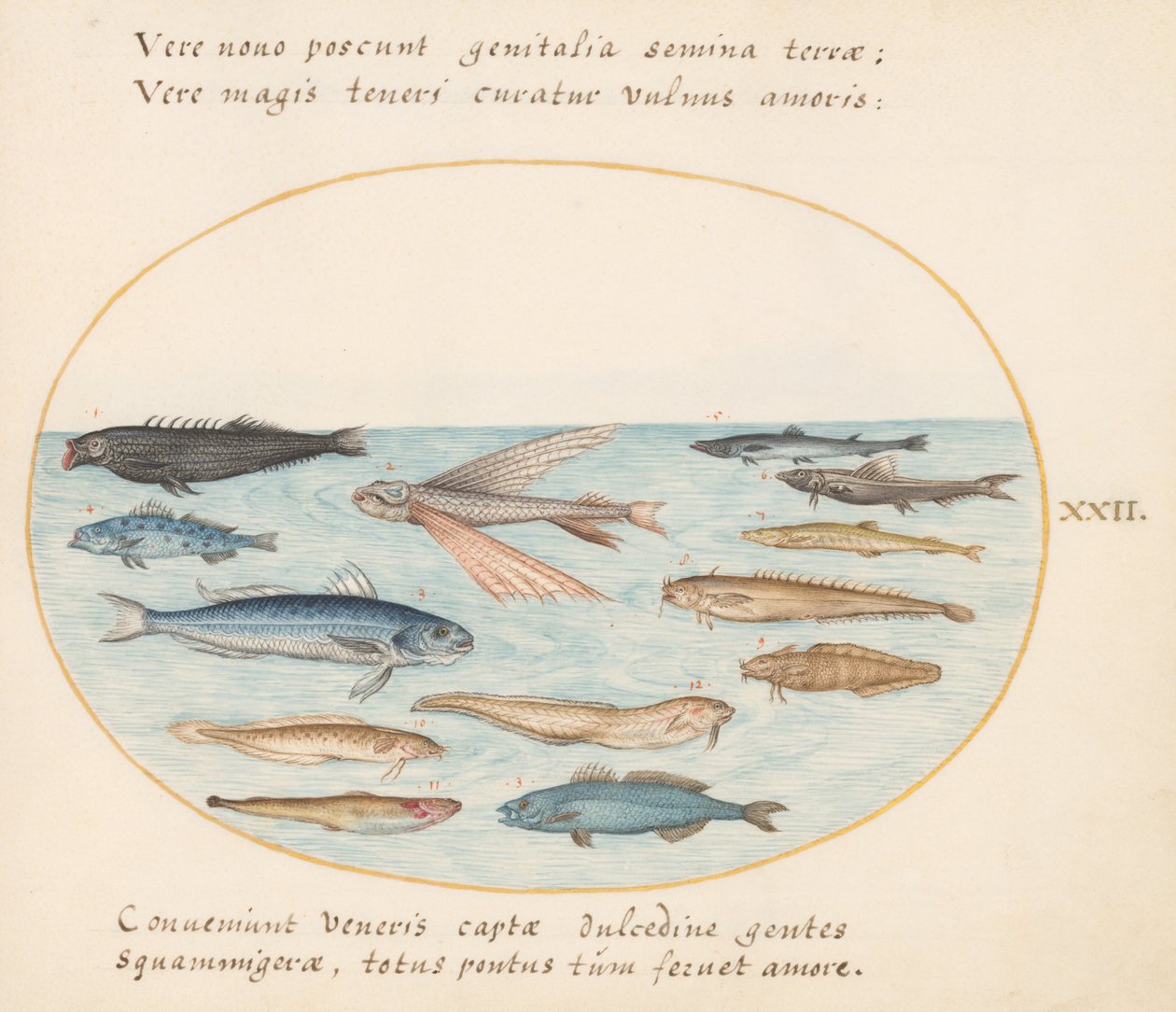 Tafel 22: Meeräsche, fliegender Fisch, Aale und andere Fische von Joris Hoefnagel