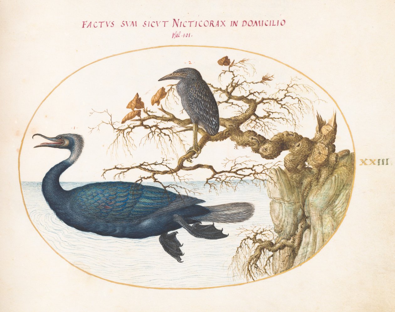 Tafel 23: Ein Brandt-Kormoran mit einem jungen gekrönten Nachtreiher von Joris Hoefnagel