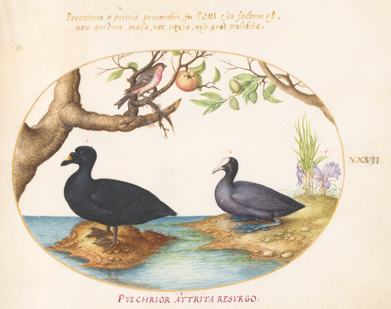 Tafel 27: Eine Ente (?), ein Blässhuhn und ein Rosenfink (?) von Joris Hoefnagel